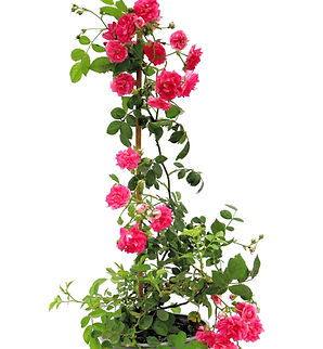 Róża | Lovely Fairy | Rosa