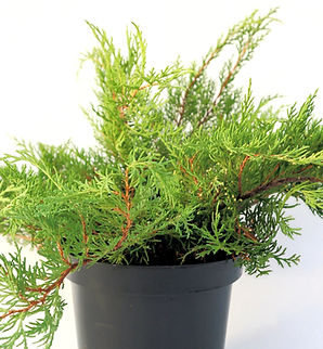 Mikrobiota syberyjska | Microbiota decussata