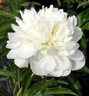 Piwonia | Duchesse de Nemours | Paeonia lactiflora