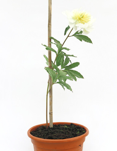 Peony | Honey Gold | Paeonia lactiflora | Euro Garden Centrum