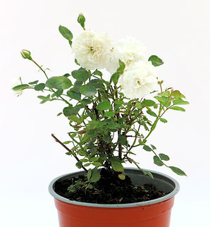 Róża | Sea foam | Rosa