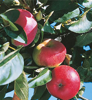 Columnar 'Charlotte' apple tree | Dwarf | Malus domestica