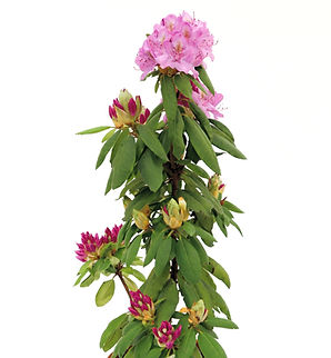 Różanecznik | Roseum elegans | Rhododendron