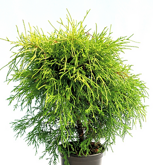 Sungold | Cyprysik groszkowy | Chamaecyparis pisifera