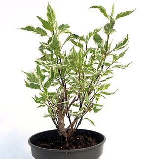 Dereń biały | Elegantissima | Cornus alba