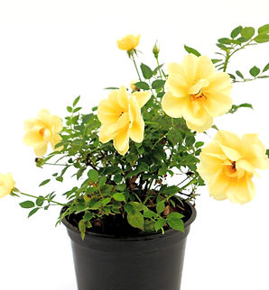 Róża | Yellow Fairy | Rosa