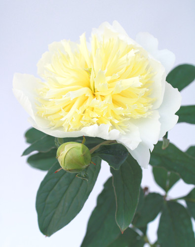 Peony | Honey Gold | Paeonia lactiflora | Euro Garden Centrum