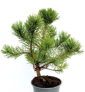 Sosna hakowata | Pinus uncinata