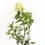 Thumbnail: Panicle Hydrangea | Skyfall | Hydrangea paniculata 