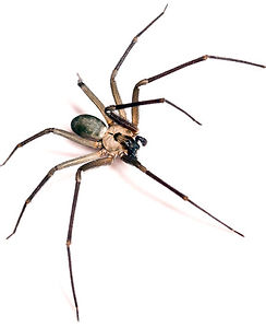 Poisonous spider in Charleston, the Brown Recluse