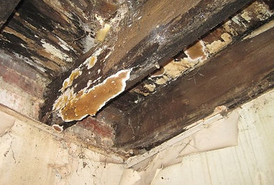 Dry rot Fungus pest control exterminator in Charleston