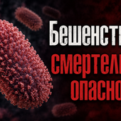 В Подмосковье ввели карантин из-за вспышки бешенства в городских округах Мытищи и Ступино