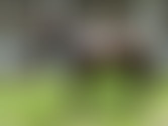 Shea D Summer arrives at Palm Meadows Training Facility