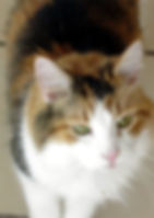 Tabitha