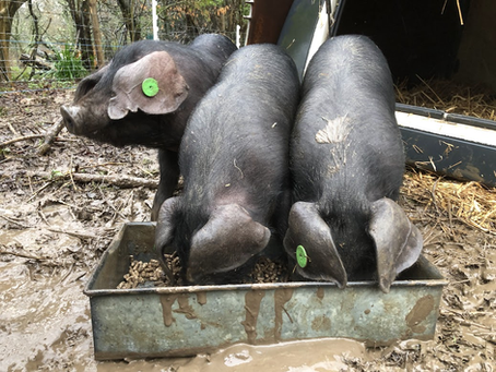 Three Little Pigs