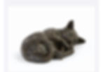 RESTING CAT