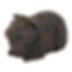 GUINEA PIG CASKET