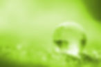 globegrassforest3.jpg