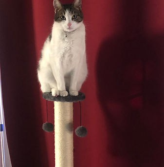 img_2622.jpeg (2).jpg