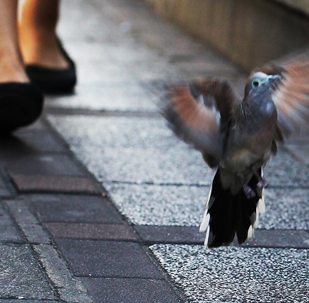 Wings shoes wix wix 20151209_1870.jpg