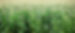 corn-ge71d78d6e_1920.jpg