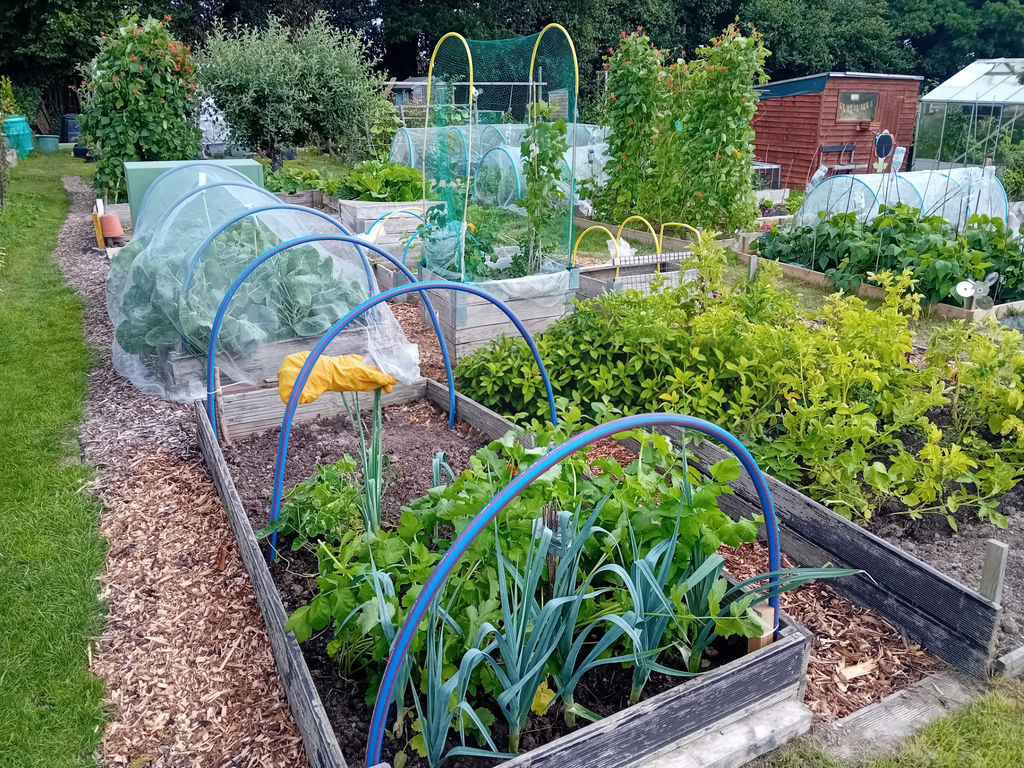 Oathall Avenue Allotment - 2nd Place