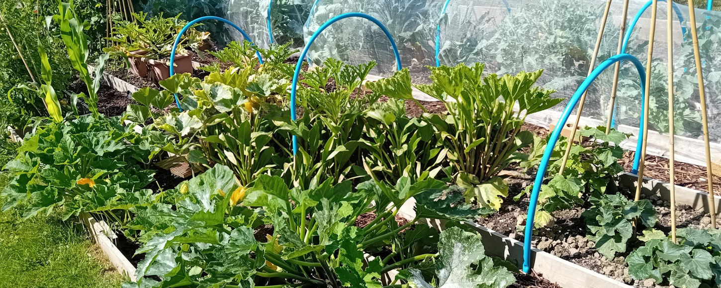 Oathall Avenue Allotment - 1st Place