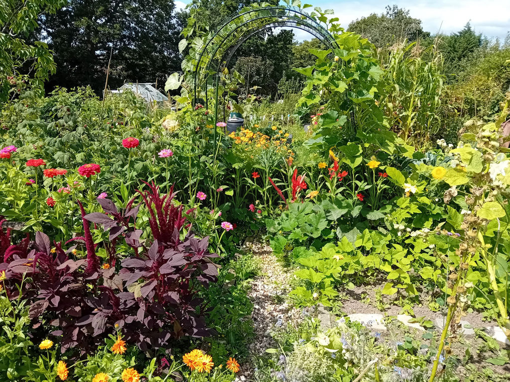Summerhill Lane Allotment - 1st Place