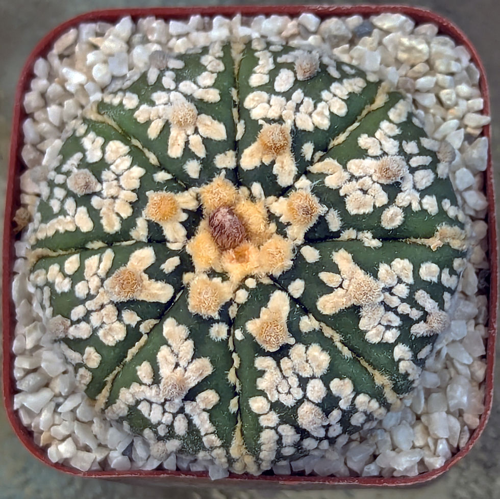 Astrophytum asterias "Super Kabuto"