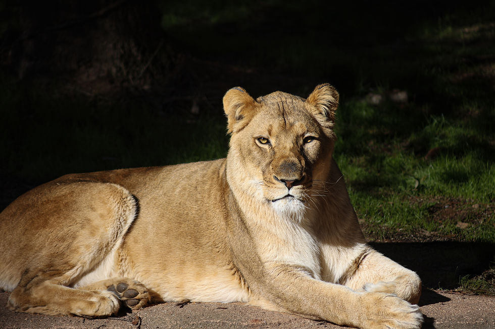 Lioness