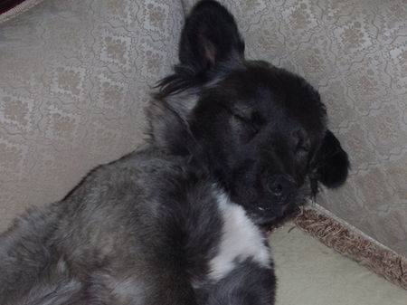 Moon Bear sleeping