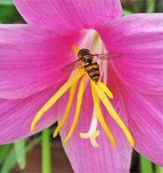 Why We Plant for Pollinators: Healing Ecosystems and People