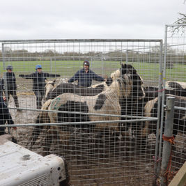 Throwback to when the community came together to rescue 14 neglected horses in Harefield 🐴💛