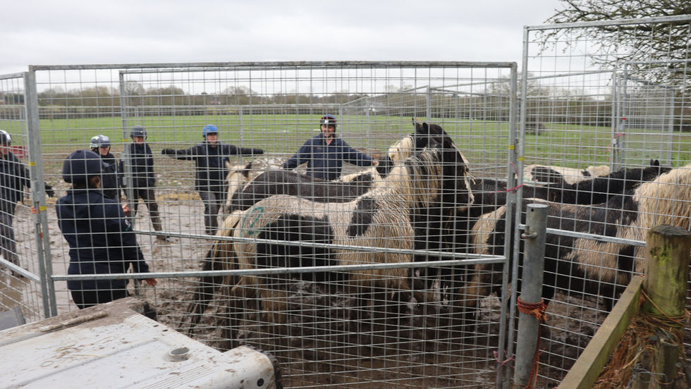 Throwback to when the community came together to rescue 14 neglected horses in Harefield 🐴💛