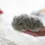 Thumbnail: Moflin Emotional AI Pet Toy from the Future