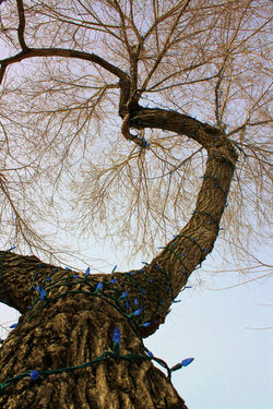 DM_nature_foliage_trees_1431