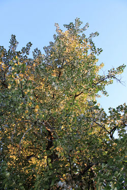 DM_nature_foliage_trees_342