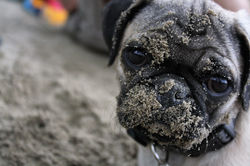 DM_Animals_Dogs_IMG_9530