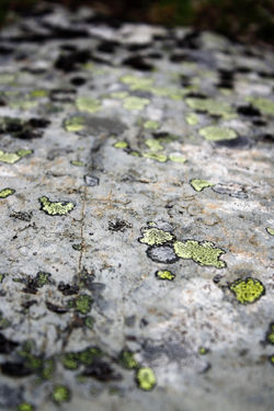 DM_nature_rockstextures_394