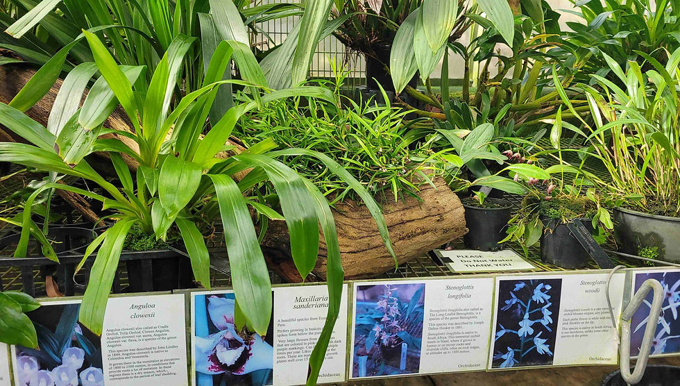 A variety of interesting orchids