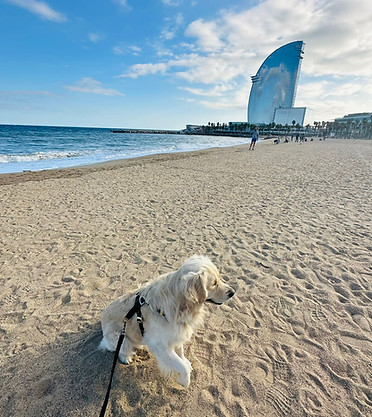 Guarderia de mascotas en Barcelona