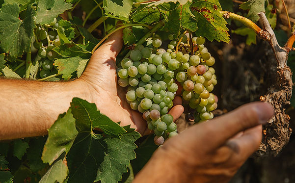 8-Pietradolce-radici-sicilia-vino-rosso-bianco-italia-gallery.jpg