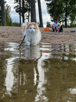 Wirre på stranden