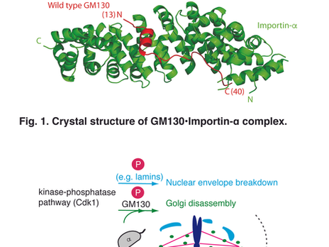 Ran pathway-independent regulation of mitoticGolgi disassembly by Importin-α