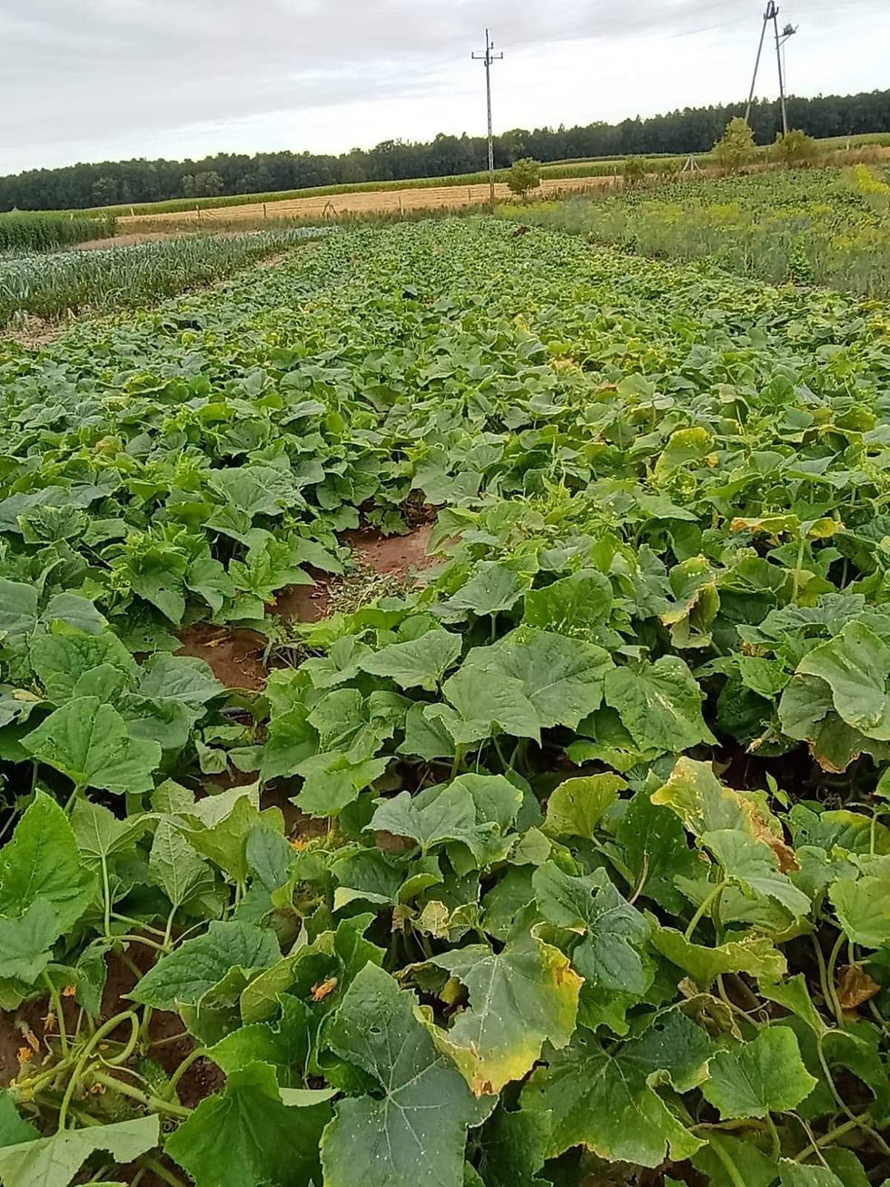 Miniature : Kiszone Ogórki z własnej uprawy eko