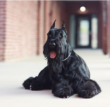 Hashtag-dog-realtor-nova-stage-ready-properties.jpeg