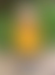 Do you have a Late Talker? 