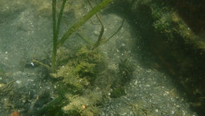 大阪海さくら🌸アマモ調査inちきりアイランド