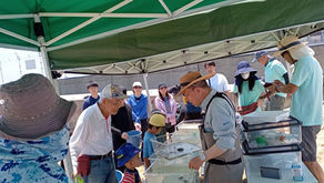 大阪海さくら🌸生き物調査
