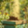 bee hive.jpg